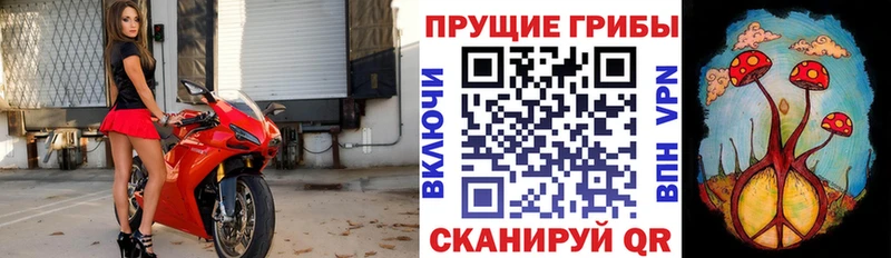 blacksprut онион наркотики Сураж Галлюциногенные грибы Psilocybe